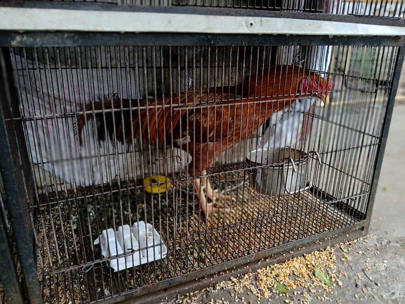 Asleel and desi Hens and Roosters for sale 1