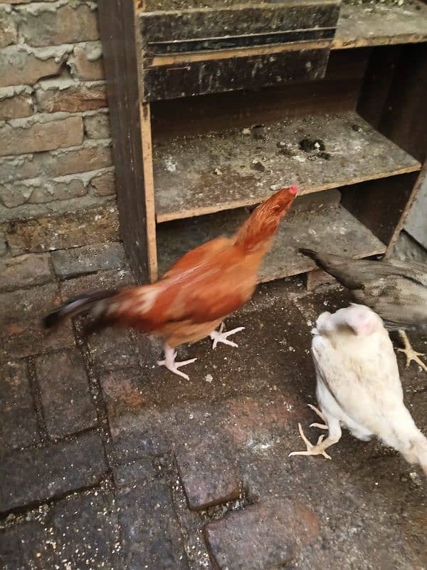 Asleel and desi Hens and Roosters for sale 2