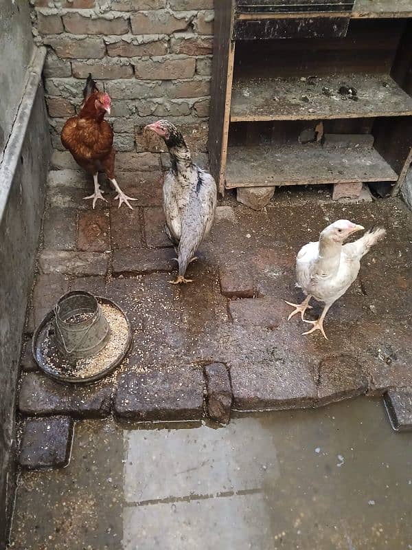 Asleel and desi Hens and Roosters for sale 4