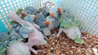 Green parrot baby for sale single piece 4500