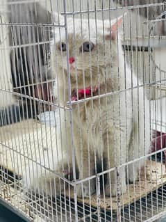 Persian Female Available Albino Eyes