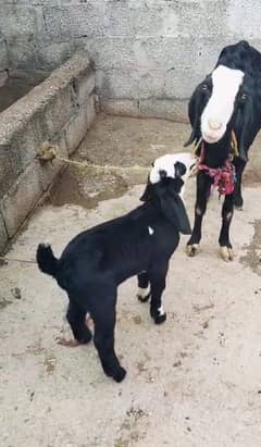 beautiful Goat For Sale with one male baby. 1 litre + milk