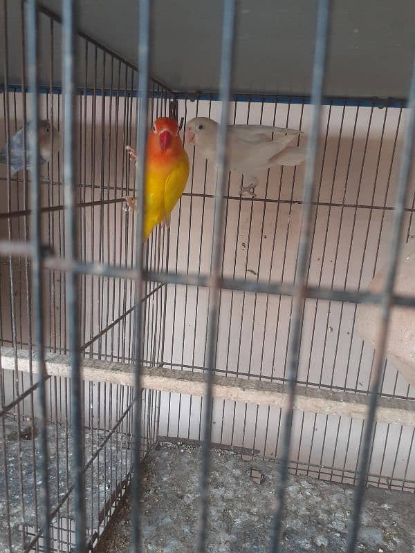 Rainbow male,Albino,fishry,parsnata,lovebird 4