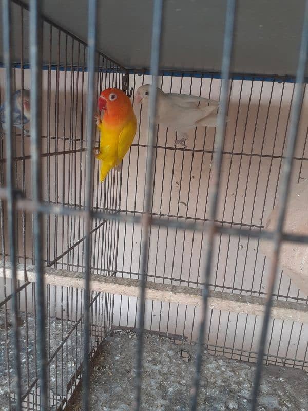 Rainbow male,Albino,fishry,parsnata,lovebird 5