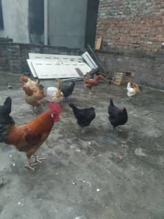 Egg laying Hens for sale