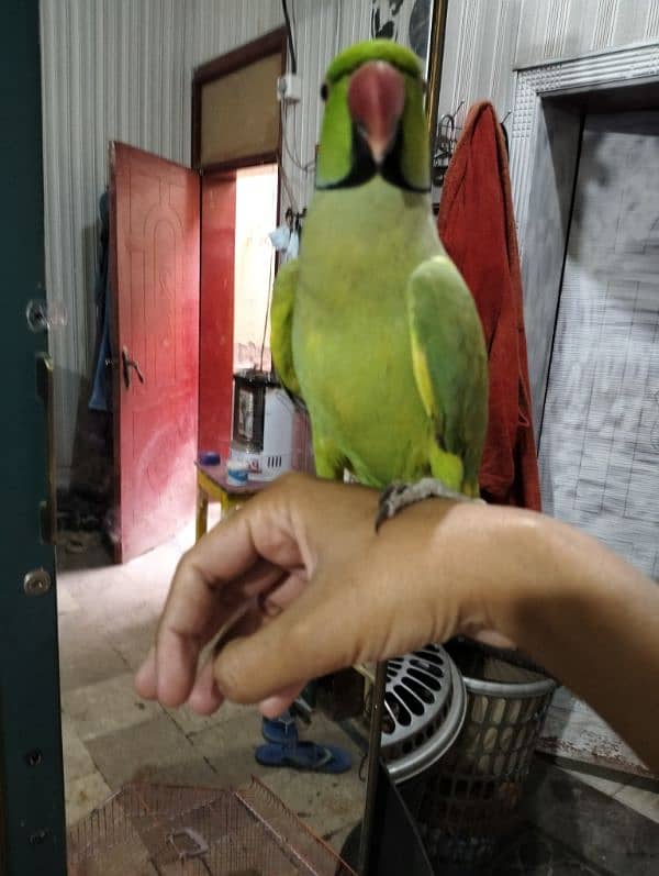 raw parrot 0