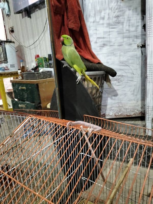 raw parrot 1