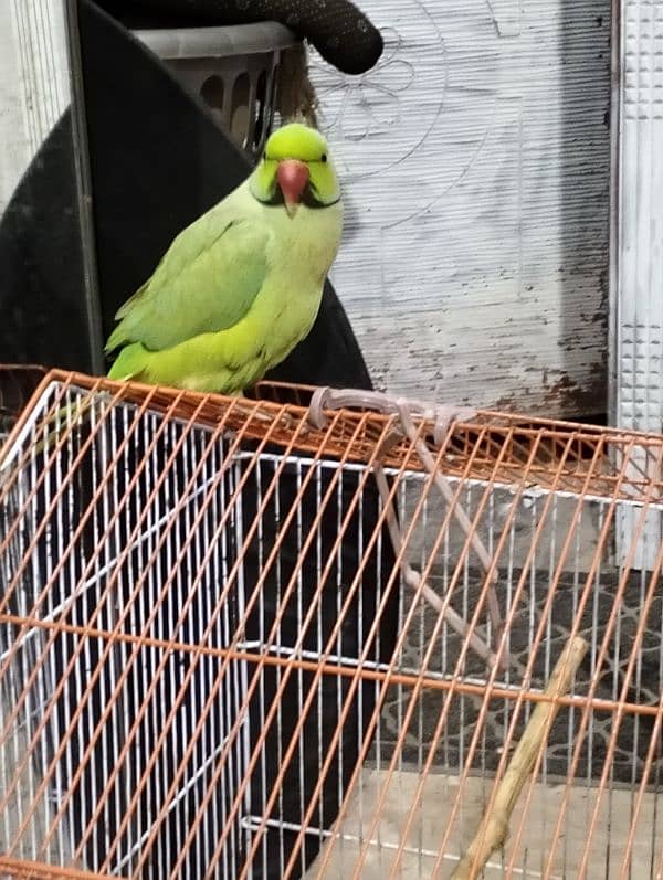 raw parrot 2