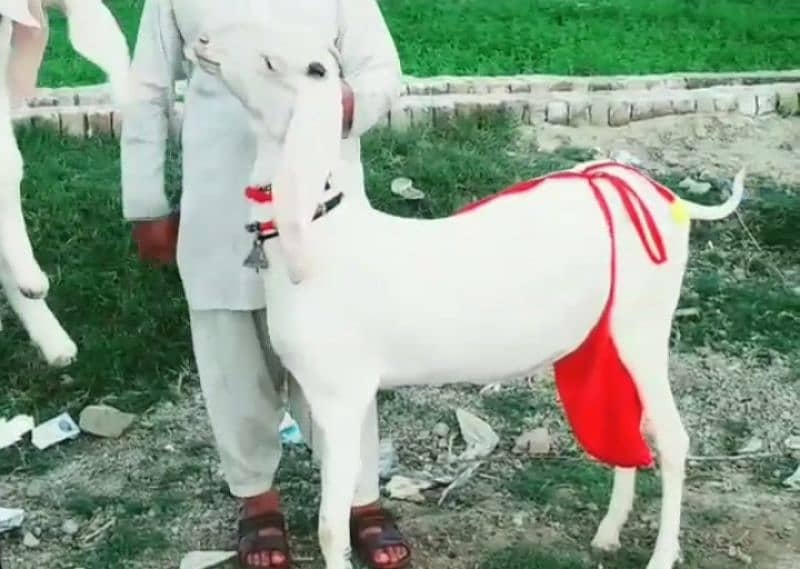 rajanpuri bakri for sale call 03295579019 1