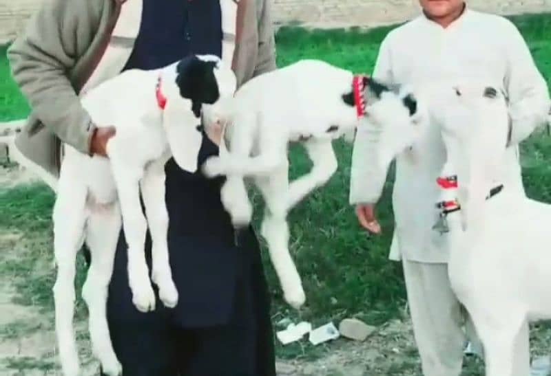 rajanpuri bakri for sale call 03295579019 2