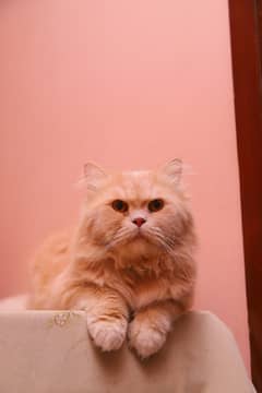 Persian male cat