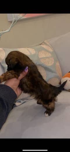 URGENT SALE SHIHTZU PUPPY MALE (shizu shitzu shisu)