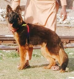 German Shepherd double coat female for sale