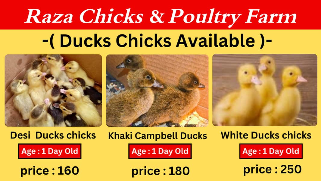 ducks |Duck |desi duck | بطخ| khaki campbel duck |white ducks chicks 0