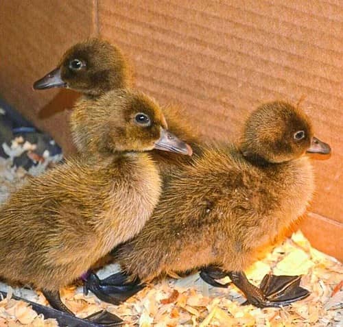 ducks |Duck |desi duck | بطخ| khaki campbel duck |white ducks chicks 1