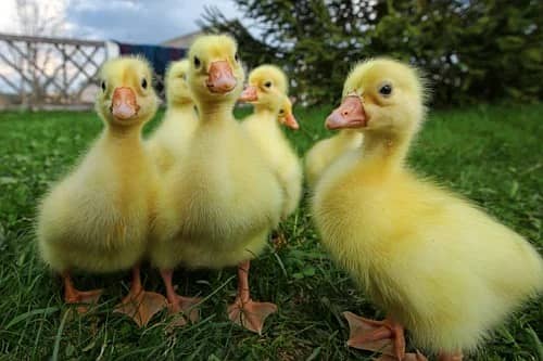 ducks |Duck |desi duck | بطخ| khaki campbel duck |white ducks chicks 2