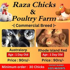 Golden misri chicks |australorp chicks  | Rhode IsIand Red rir chicks