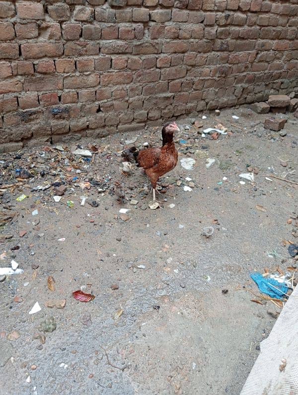 Aseel Murgi with chicks /Aseel Murgi/ Murgi for sale 5