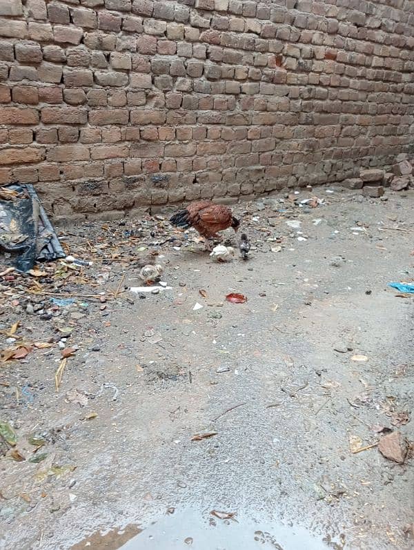 Aseel Murgi with chicks /Aseel Murgi/ Murgi for sale 7