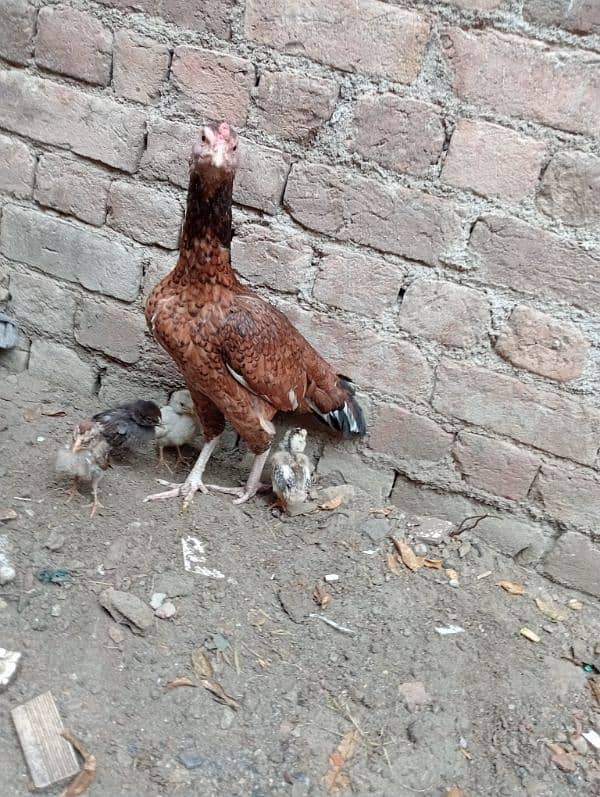 Aseel Murgi with chicks/Aseel Murgi/ Murgi for sale 1