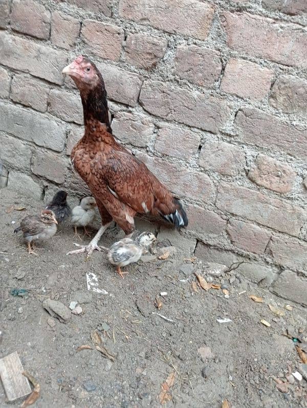 Aseel Murgi with chicks/Aseel Murgi/ Murgi for sale 2