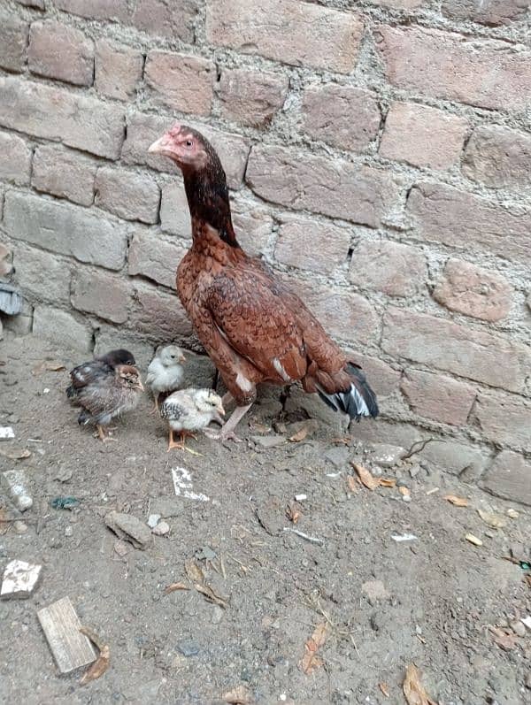 Aseel Murgi with chicks/Aseel Murgi/ Murgi for sale 3