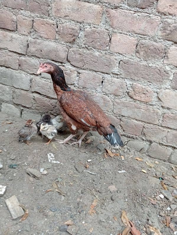 Aseel Murgi with chicks/Aseel Murgi/ Murgi for sale 4