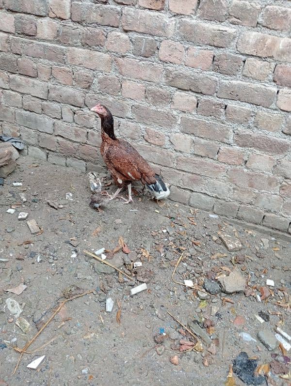 Aseel Murgi with chicks/Aseel Murgi/ Murgi for sale 13