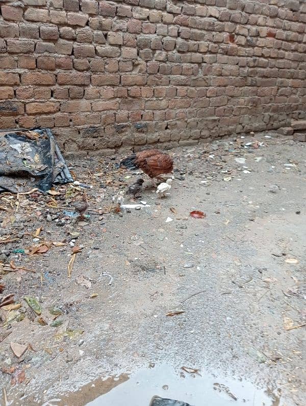 Aseel Murgi with chicks/Aseel Murgi/ Murgi for sale 19