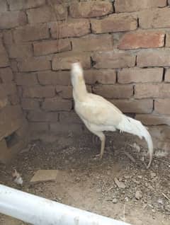 heera boska male/Sindhi male /4desi hens eggs laying