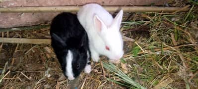 Red eyes Rabbits