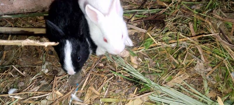 Red eyes Rabbits 1