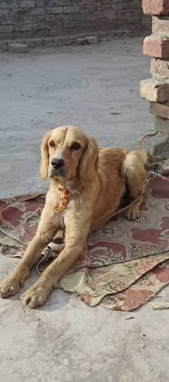 Golden retriever male available for sale