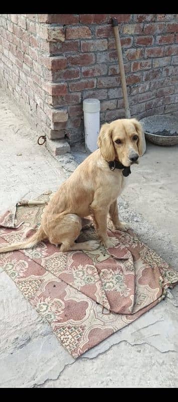 Golden retriever male available for sale 1