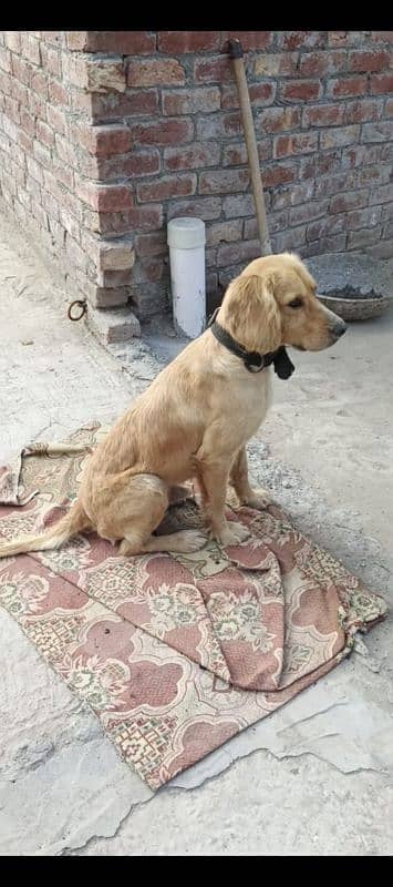 Golden retriever male available for sale 3