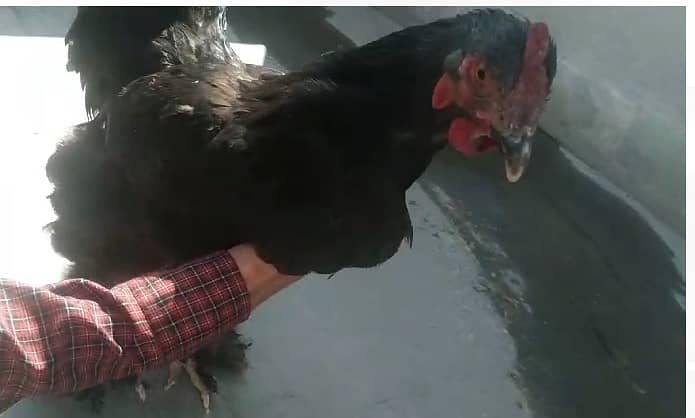 golden misri|Lohman |australorp | rir | black buff | 1300 kg 8