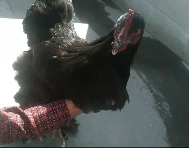 golden misri|Lohman |australorp | rir | black buff | 1300 kg 7