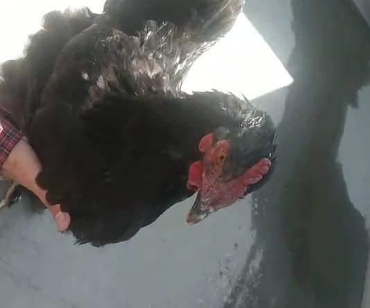 golden misri|Lohman |australorp | rir | black buff | 1300 kg 9