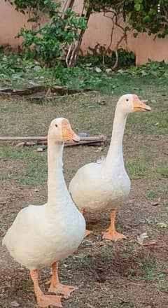 white big ducks