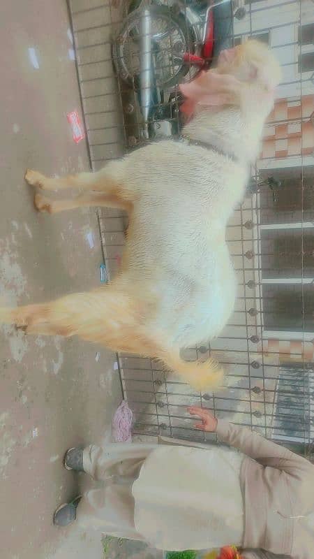 pink nikoura pure Rajanpour. age 18 mah. breed k ly bhtreen. 5