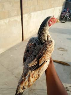 Top Notch Quality Aseel Breeder Female's For Sale