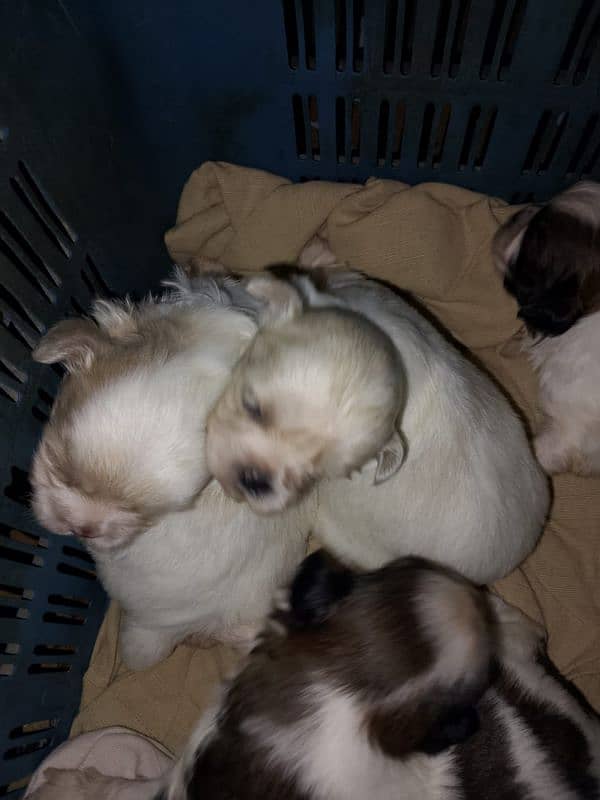 Shihtzu puppies male and female active and healthy 0