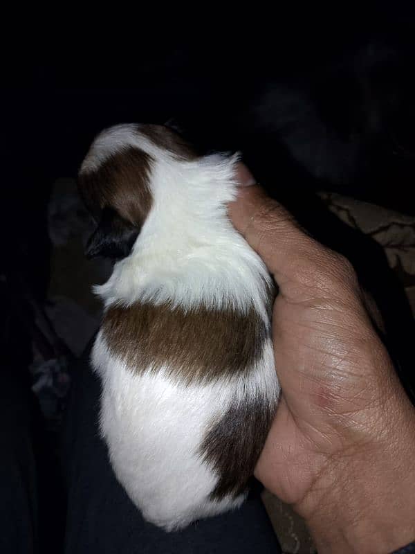 Shihtzu puppies male and female active and healthy 3