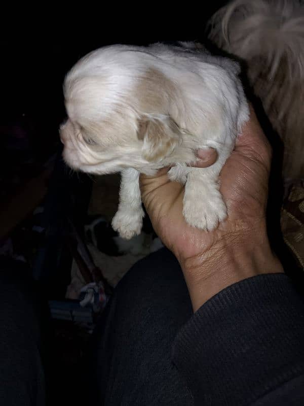 Shihtzu puppies male and female active and healthy 5