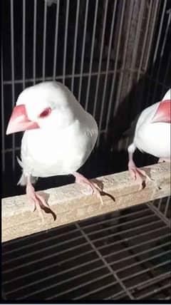 white Java finches red eye breeder pair