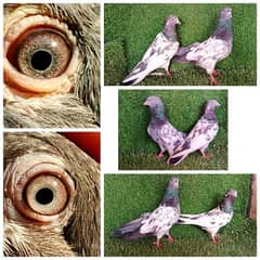 tedi/ ferozpuri/ glden/ qasori  mix pigeon 1200 pr pic . . 03201447384