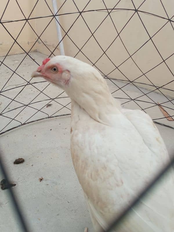 White Heera Aseel egg laying female 4