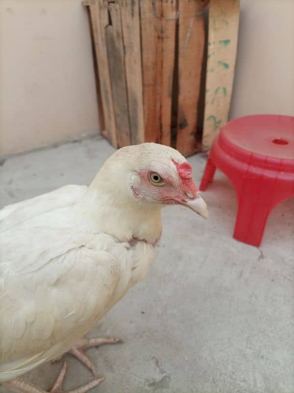 White Heera Aseel egg laying female 5