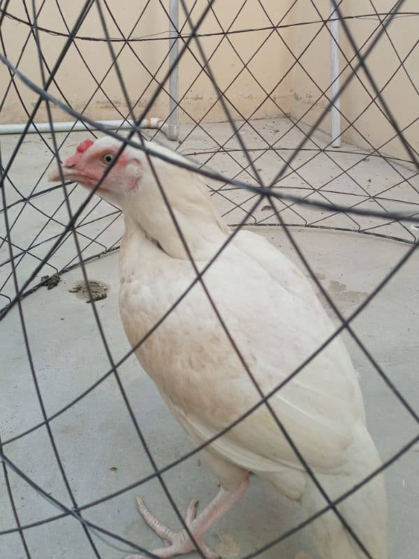 White Heera Aseel egg laying female 6