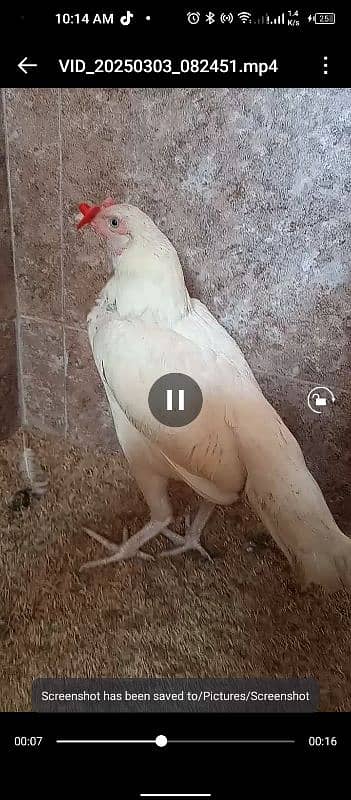 White Heera Aseel egg laying female 11